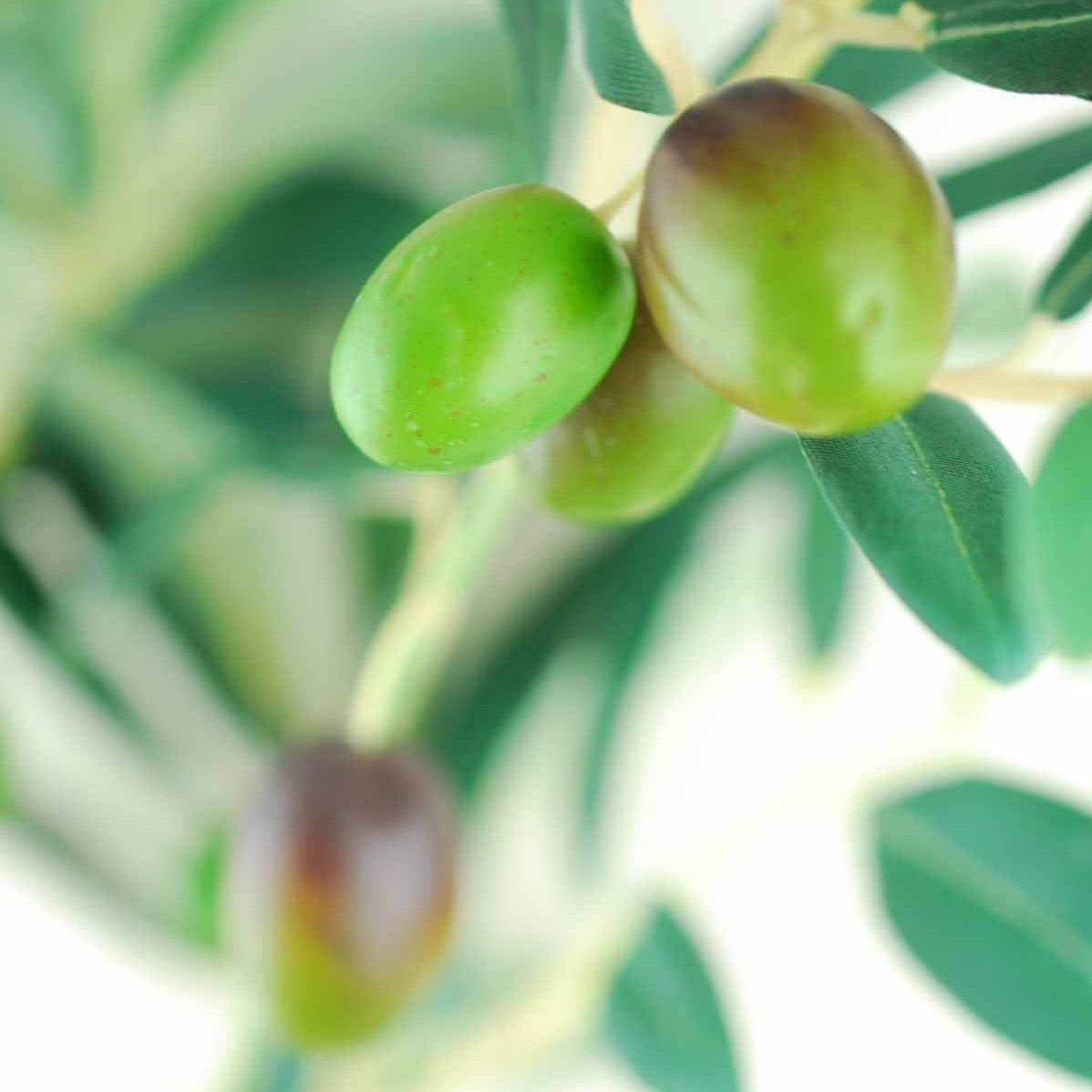 Fruits, Pine Cones, Berries, Pods