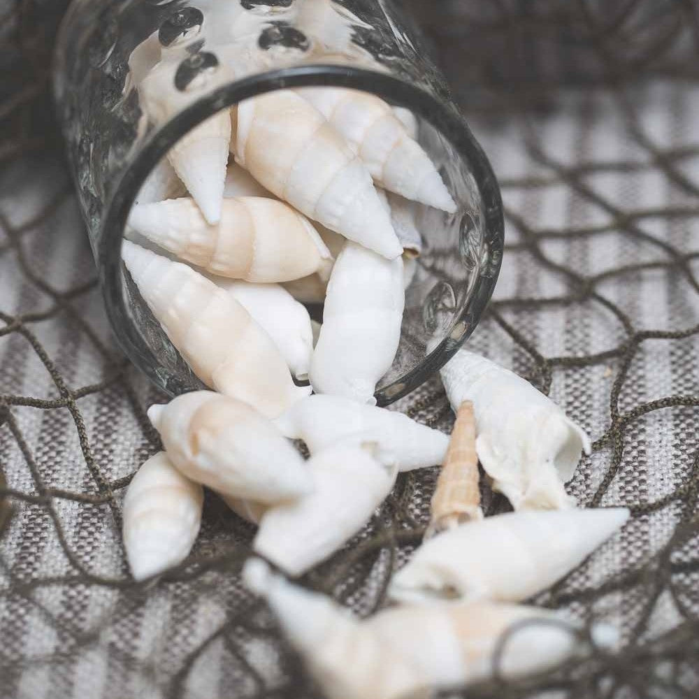 Shells